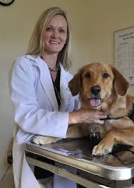 Choosing the Right Veterinarian